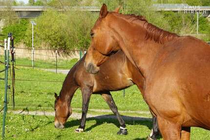 Haus Eppingen - 7 Zimmer, 135 m&sup2;, 790.000&euro; | Angebot:25466734