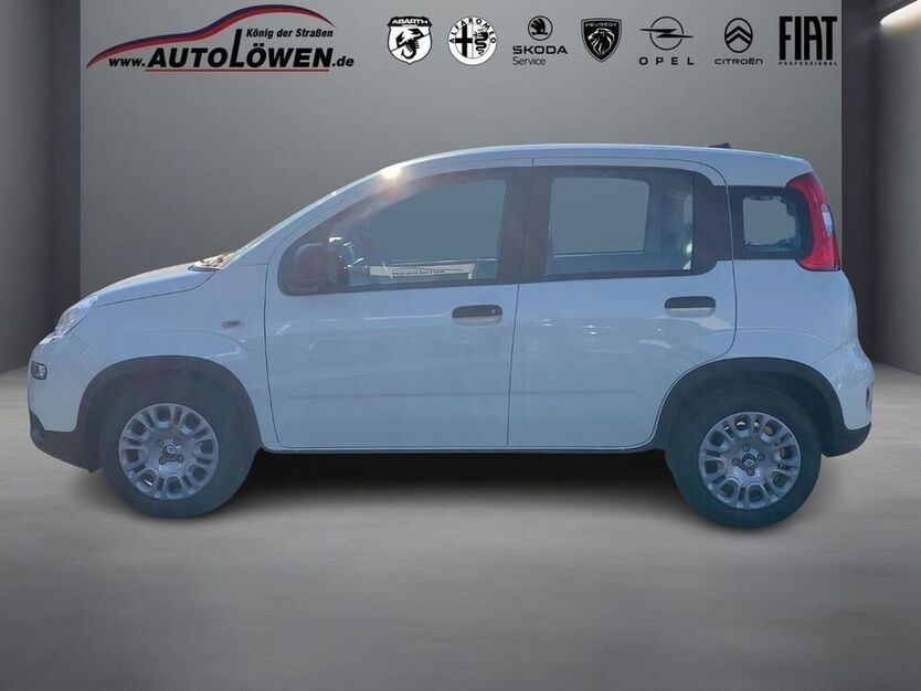 Panda