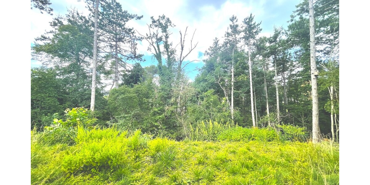 Naturnah: Besonderes 1-2 Familienhaus in Aussichtslage - Zweifamilienhaus Mosbach | Angebot:26675706