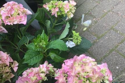 Wohnung Heilbronn Kernstadt - 2 Zimmer, 50 m&sup2;, 600&euro; | Angebot:25281341