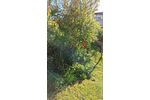 Solides Reihenmittelhaus - Einfamilienhaus Obersulm Willsbach | Angebot:26986071