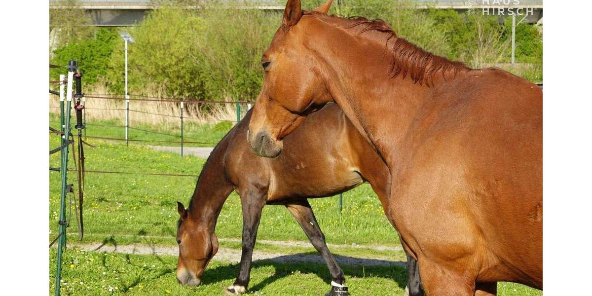 Aussiedlerhof | kernsaniertes Wohnhaus | 6.000m² | Pferdestall + Scheune + Werkstatt + Wiesen 7 zimmer
