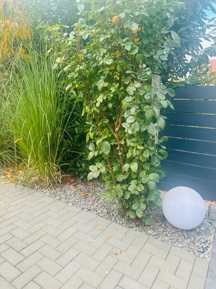 Modernes gut ausgestattetes 140 qm großes Rheihenmiittelhaus zimmer