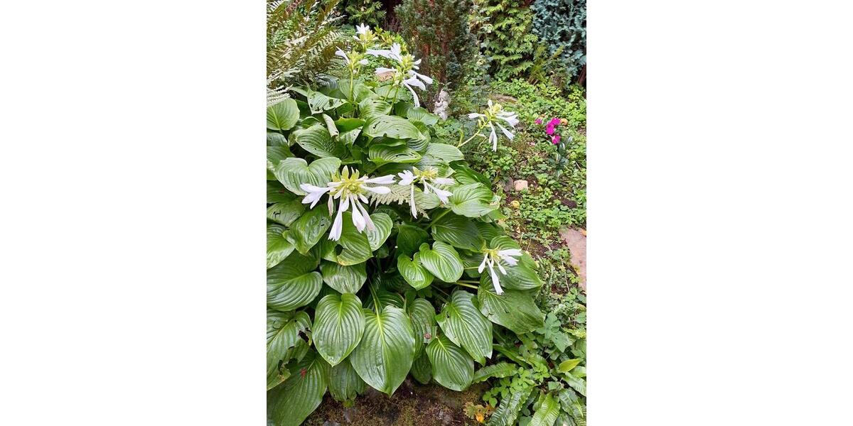 Einfamilienhaus Bietigheim-Bissingen Bissingen - 5 Zimmer, 128 m&sup2;, 749.000&euro; | Angebot:26373121