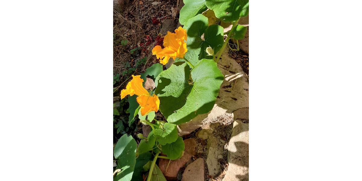 Einfamilienhaus Bietigheim-Bissingen Bissingen - 5 Zimmer, 128 m&sup2;, 749.000&euro; | Angebot:26373121