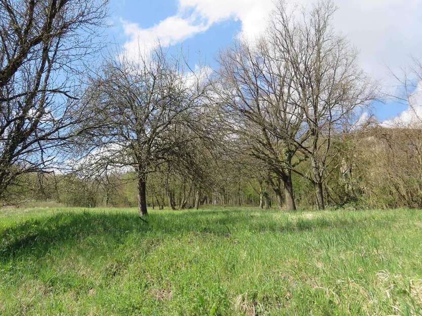Grundstück zu verkaufen in Obrigheim 100.000 € 2469 m²